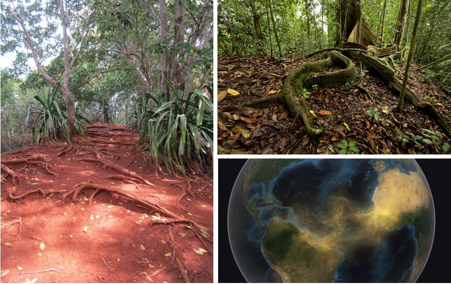 Der wichtigste mineralische Dünger des Amazonas-Regenwalds ist Saharastaub: Er wird über Windsysteme über den Atlantik verweht.